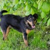SKIBBY  Liebenswerter Senior sucht sein Glück