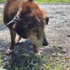 🚨Opa Harri sucht dringend einen Gnadenplatz 🐾🚨