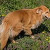 Collie-Mix Rösti sucht ein Zuhause (auf Pflegestelle)
