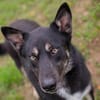YONDU  Freundlicher Herzenshund sucht sein Zuhause
