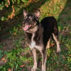 YONDU  Freundlicher Herzenshund sucht sein Zuhause