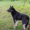 YONDU  Freundlicher Herzenshund sucht sein Zuhause