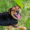 MIKI  Fröhlicher und freundlicher Hundejunge sucht sein Zuh