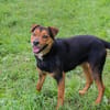 MIKI  Fröhlicher und freundlicher Hundejunge sucht sein Zuh