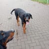 Strolchi sucht ein Zuhause