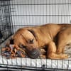 Odin muss unverschuldet sein Zuhause verlassen