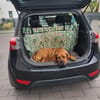 Odin muss unverschuldet sein Zuhause verlassen