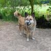 Henry sucht ein neues Zuhause