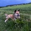 Henry sucht ein neues Zuhause