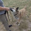 Henry sucht ein neues Zuhause