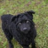 NOX  Treuer und ruhiger Junghund sucht seine Familie