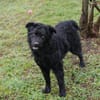 NOX  Treuer und ruhiger Junghund sucht seine Familie