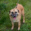 GRETA  Clevere und liebe Hundedame sucht ihre Menschen