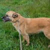 GRETA  Clevere und liebe Hundedame sucht ihre Menschen