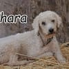 Erfährt Yhara endlich wie sich ein Zuhause anfühlt???