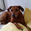 zuna sucht ein Zuhause