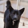 Rudy, Pflegestelle in Hessen