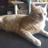 GARFIELD