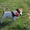NIBBLER HAA24804