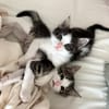 IBUPROFENE ET DOLIPRANE À ADOPTER ENSEMBLE
