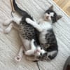 IBUPROFENE ET DOLIPRANE À ADOPTER ENSEMBLE