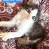 IBUPROFENE ET DOLIPRANE À ADOPTER ENSEMBLE