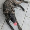 OLLIE, chiot femelle Berger Créole