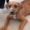 NUCCIOLA, chiot femelle croisée braque