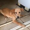 MYLO, chiot Berger Créole mâle