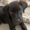 WILMA chiot femelle Berger Créole