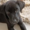 WILMA chiot femelle Berger Créole