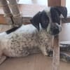 MILOU, chiot mâle Croisé Épagneul Breton