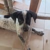 MILOU, chiot mâle Croisé Épagneul Breton