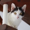 KALICY, chat femelle européen, junior