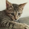 ZOE, chaton femelle type européen