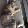 BABETH Chaton femelle type européen