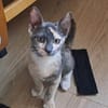 BABETH Chaton femelle type européen