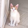 MIEL, chaton créole mâle