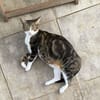 BONBONETTE, chatte européenne adulte