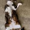 BONBONETTE, chatte européenne adulte
