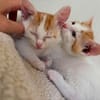 DEAN ET GARETH À ADOPTER EN DUO OU SEUL SI DÉJÀ UN CHAT PRÉSENT CHEZ VOUS