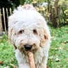 Charlie  schlaue Spürnase sucht sein Für-immer-Zuhause