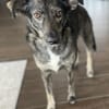 Larsson, geb. ca. 12/2018, 74229 Oedheim
