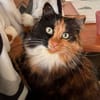 Sonja