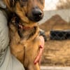 Pepe (Prometeusz)-Sensibler Hund sucht Menschen mit Geduld u