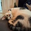Lotti