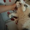 Lotti