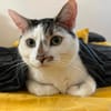 Lotti