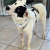 Oreo sucht sein Für-immer-Zuhause 🐾