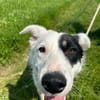 Oreo sucht sein Für-immer-Zuhause 🐾